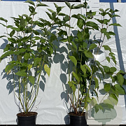 Cornus alba 60-80 cm 2,0L