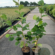 Corylus avellana 50-70 cm 2,0L