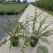 Cotoneaster franchetii 40-60 cm 2,0L