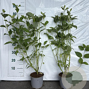 Cornus sericea 'Flaviramea' 30-50 cm 2,0L