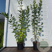 Euonymus europaeus 40-60 cm 2,0L