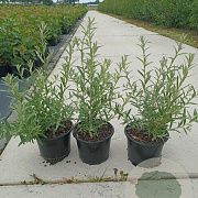 Hippophae rhamnoides 30-40 cm 2,0L