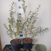 Hippophae rhamnoides 40-60 cm 2,0L