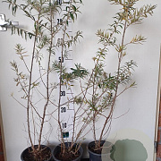 Hippophae rhamnoides 60-80 cm 2,0L
