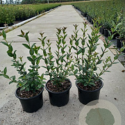 Ligustrum vulg. 'Atrovirens' 20-25 cm 2,0L