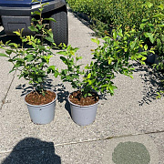 Prunus spinosa 30-40 cm 2,0L