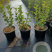 Ribes alpinum 20-25 cm 2,0L