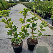 Ribes r. 'Jonkheer van Tets' 30-40 cm 2,0L