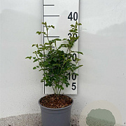 Rosa (o) canina 20-30 cm 2,0L