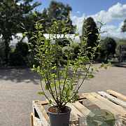 Salix aurita 40-60 cm 2,0L
