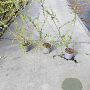 Salix aurita 40-60 cm 2,0L