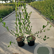 Salix aurita 60-80 cm 2,0L
