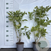 Sambucus nigra 30-40 cm 2,0L