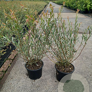 Salix purpurea 'Nana' 30-35 cm 2,0L