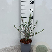 Salix repens nitida 30-40 cm 2,0L
