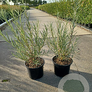 Salix rosmarinifolia 30-40 cm 2,0L