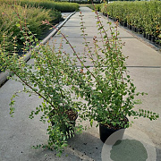 Symphoricarpos ch. 'Hancock' 30-40 cm 2,0L