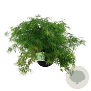 Acer pal. 'Dissectum' 60-80 cm 30L breed