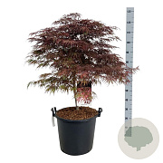 Acer pal. 'Garnet' 60-80 cm 30L breed