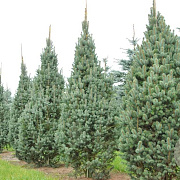 Picea pungens 'Iseli Fastigiate' 50-60 cm 6,5L