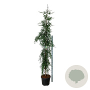 Sequoia s. 'Mt. Loma Prieta Spike' 250-300 cm cont. 55L extra