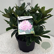 Rhododendron 'Gomer Waterer' 40-50 cm 10L