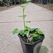 Astrantia maj. 'Star of Billion' GM  P11