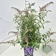 Buddleja dav. 'Lilac Cascade' 50-60 cm 20L