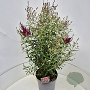 Buddleja d. Octopus Magenta 60-80 cm 10L