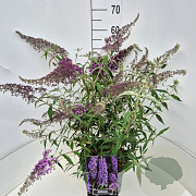 Buddleja dav. 'Violet Cascade' 50-60 cm 20L