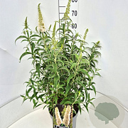 Buddleja d. 'White Profusion' 60-80 cm 10L