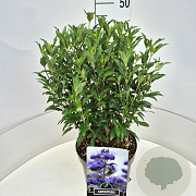 Caryopteris cland. Grand Bleu 40-45 cm 10L