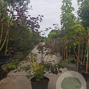 Cercis can. Red Force 200-250 cm container meerstammig extra