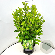 Clethra alnifolia 60-70 cm 10L