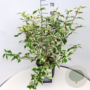 Cornus alba 'Elegantissima' 60-80 cm 10L