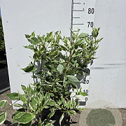 Cornus alba 'Elegantissima' 60-80 cm 10L