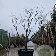 Cornus florida rubra 250-300 cm container Multistam