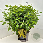 Cornus sericea 'Flaviramea' 60-70 cm 10L