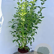 Cornus sericea 'Flaviramea' 60-70 cm 10L