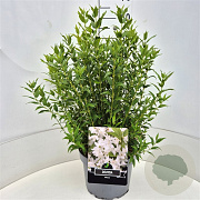 Deutzia gracilis 40-60 cm 10L