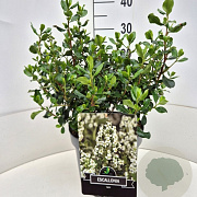 Escallonia 'Iveyi' 30-35 cm 10L