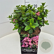 Escallonia laevis Pink Elle 30-35 cm 10L