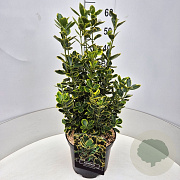 Euonymus jap. 'Ovatus Aureus' 50-60 cm 20L