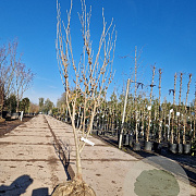 Hamamelis int. 'Westerstede' 150-175 cm container 