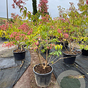 Heptacodium miconioides 125-150 cm container 