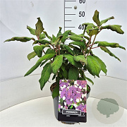 Hydrangea asp. 'Macrophylla' 40 cm 10L