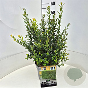 Ligustrum vulg. 'Atrovirens' 40-50 cm 10L