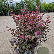 Loropetalum c. Black Pearl 40-60 cm 7,5L