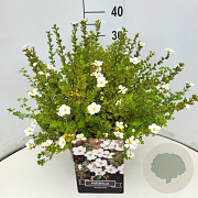Potentilla f. 'Abbotswood' 35-40 cm 10L