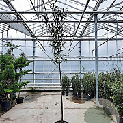 Prunus l. 'Caucasica' 160 cm stam container 10-12